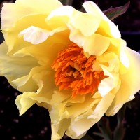 Paeonia New Orange