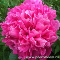 Пион Биг Бен. Фото 1.