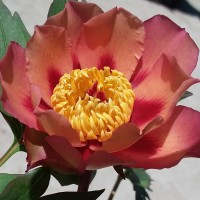Пион Курт Джестер. Фото 2.
