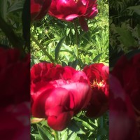 Пион Бакай Белл. Видео 3.