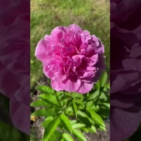 Пион Зе Фаун. Видео 1.