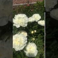 Пион Дюшес де Немур. Видео 2.