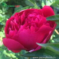 Пион Диана Паркс. Фото 3.
