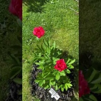 Пион Лорелей. Первый год цветения. Видео.