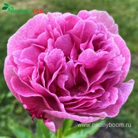 Пион Зе Фаун. Фото 2.