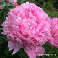 Пион Месье Жуль Эли. Фото 4.