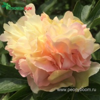 Пион Луис Чойс. Фото 3.
