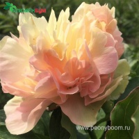 Пион Луис Чойс. Фото 4.
