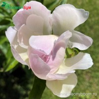 Пион Шифон Парфе. Фото 1.