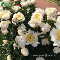 Пион Мун оф Ниппон. Фото 5.