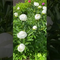 Пион Дюшес де Немур. Видео 3.