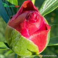 Пион Лорелей. Фото 1.
