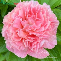Пион Луис Чойс. Фото 6.