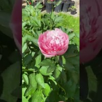 Пион Этчед Салмон. Видео 3.