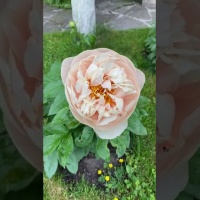Пастелеганс, второй год цветения. Отзывы. Видео.