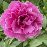 Пион Карнейшн Букет. Цветение. Видео.