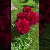 Пион Ред Грейс. Отзывы. Видео 2.