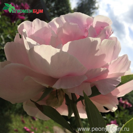 Пион Диннер Плейт