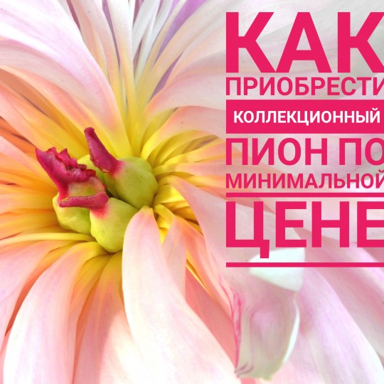 Как приобрести пион Мун овер Баррингтон по минимальной цене