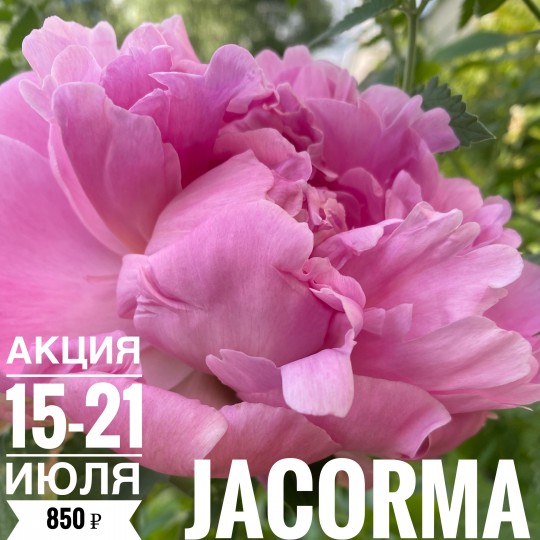 Якорма – Джакорма