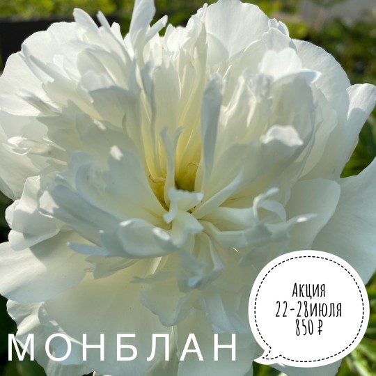 Монблан