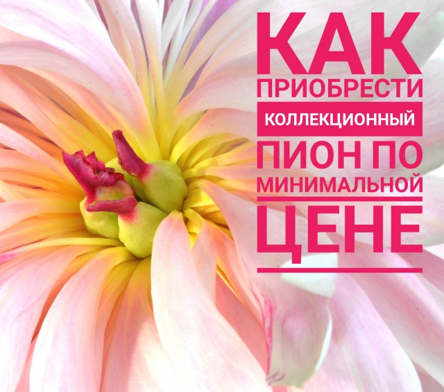 Как приобрести пион Мун овер Баррингтон по минимальной цене