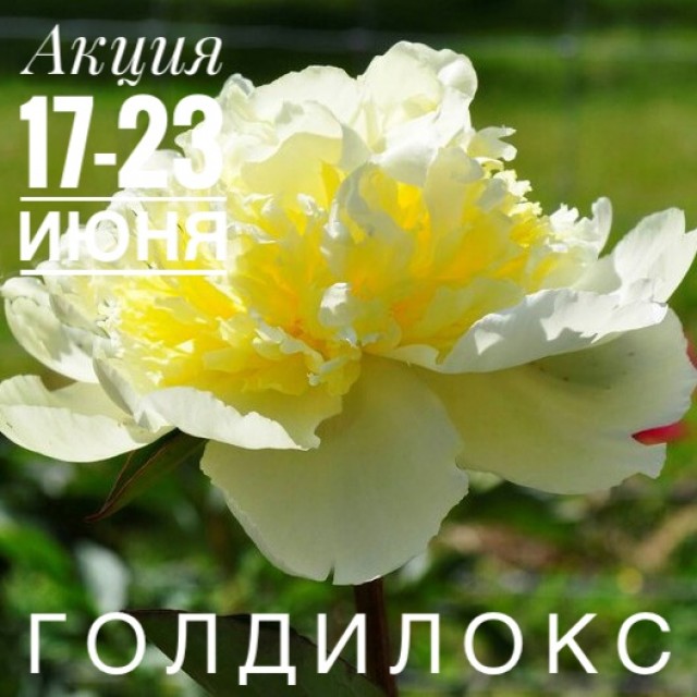 Лимонная свежесть