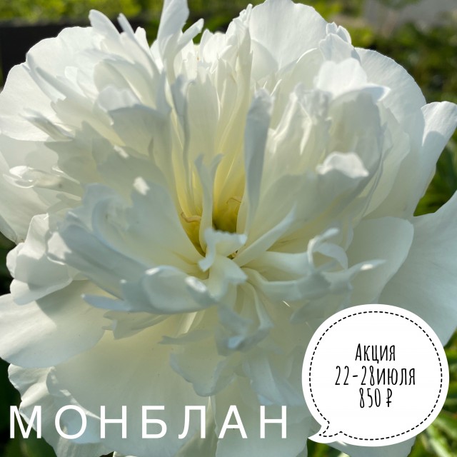 Монблан